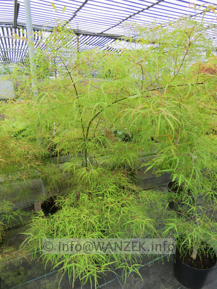 Acer palmatum Koto no ito 150cm 02.JPG